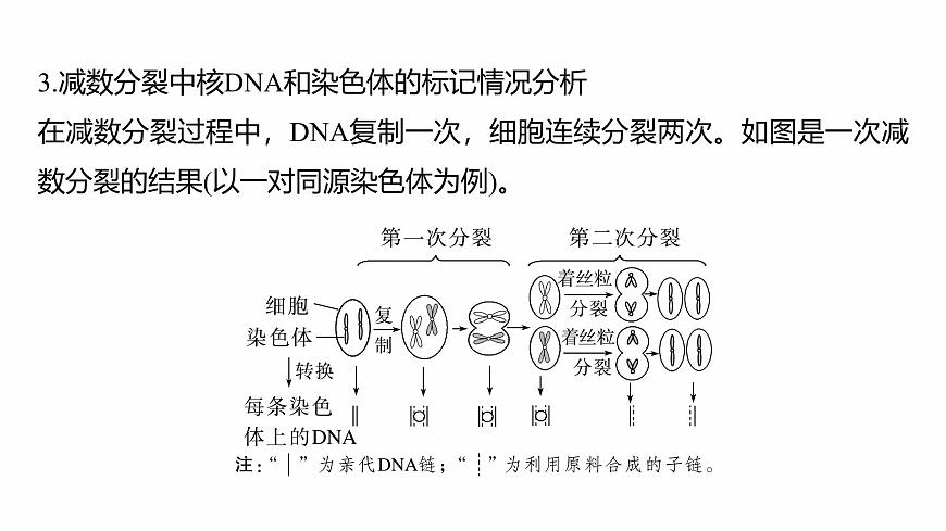 第四單元 專題突破5 DNA復(fù)制與細(xì)胞分裂中染色體的標(biāo)記問題第7頁