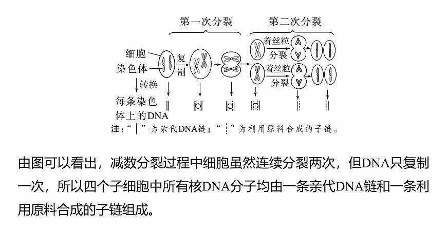 第四單元 專題突破5 DNA復(fù)制與細(xì)胞分裂中染色體的標(biāo)記問題第8頁