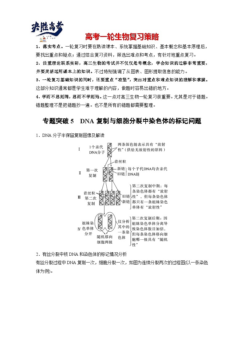 第四單元 專題突破5 DNA復(fù)制與細(xì)胞分裂中染色體的標(biāo)記問題(學(xué)生版)第1頁