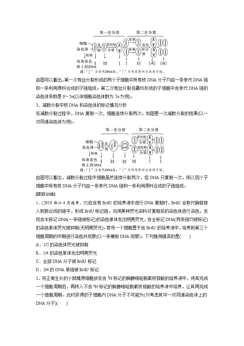 第四單元 專題突破5 DNA復(fù)制與細(xì)胞分裂中染色體的標(biāo)記問題(學(xué)生版)第2頁