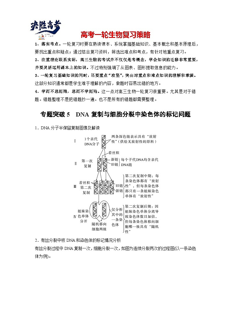 第四單元 專題突破5 DNA復(fù)制與細(xì)胞分裂中染色體的標(biāo)記問題(教師版)第1頁