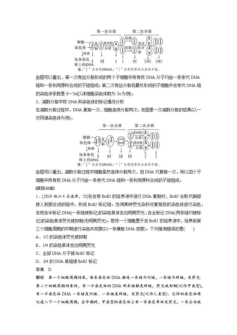 第四單元 專題突破5 DNA復(fù)制與細(xì)胞分裂中染色體的標(biāo)記問題(教師版)第2頁