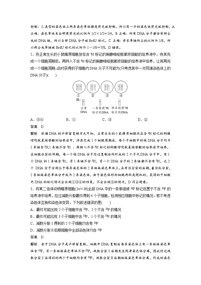第四單元 專題突破5 DNA復(fù)制與細(xì)胞分裂中染色體的標(biāo)記問題(教師版)第3頁