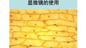 高中生物人教版 (新课标)必修1《分子与细胞》细胞的多样性和统一性教学课件ppt