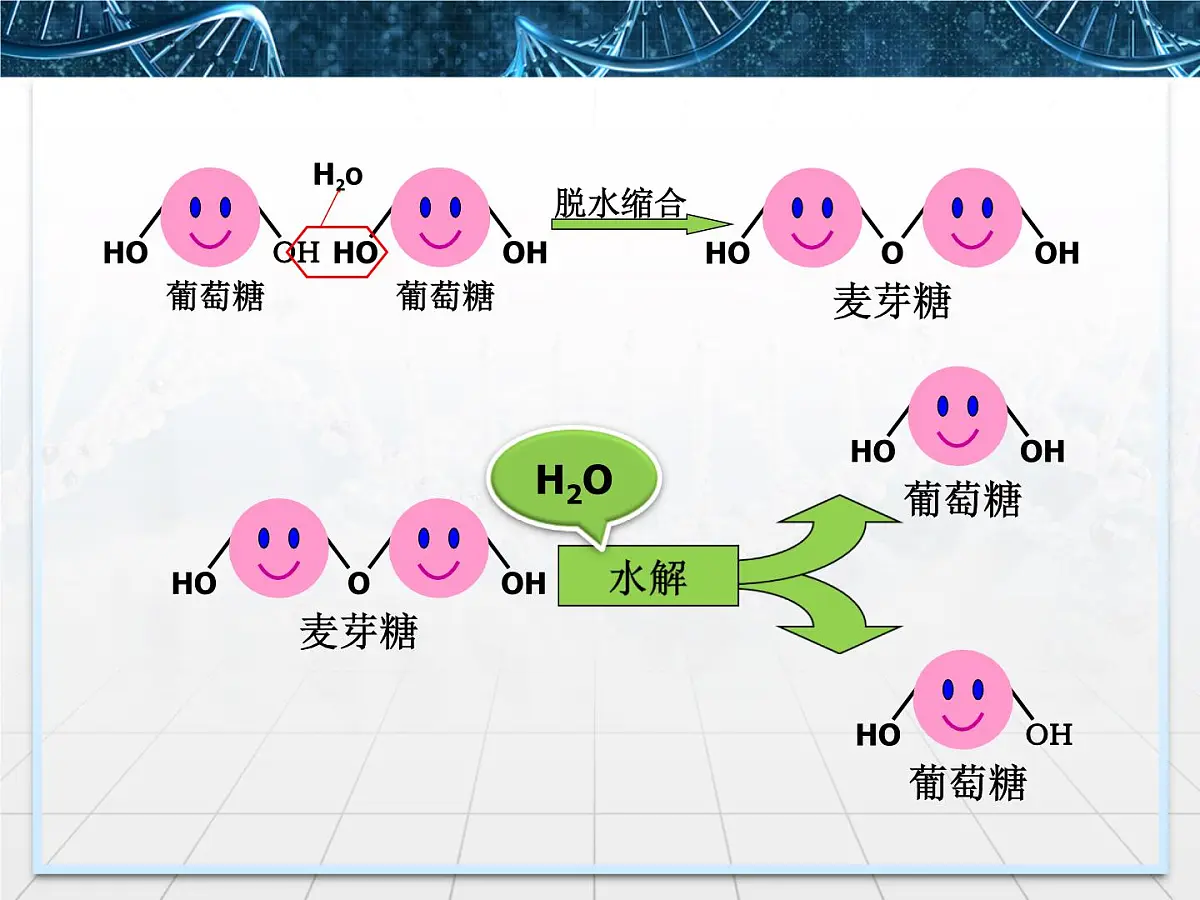 人教版 (新课标)高中生物必修1 2-4《细胞中的糖类和脂质》课件第8页
