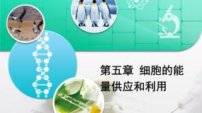 人教版 (新课标)高中生物必修1 第四章《细胞的能量供应和利用》章末复习课件