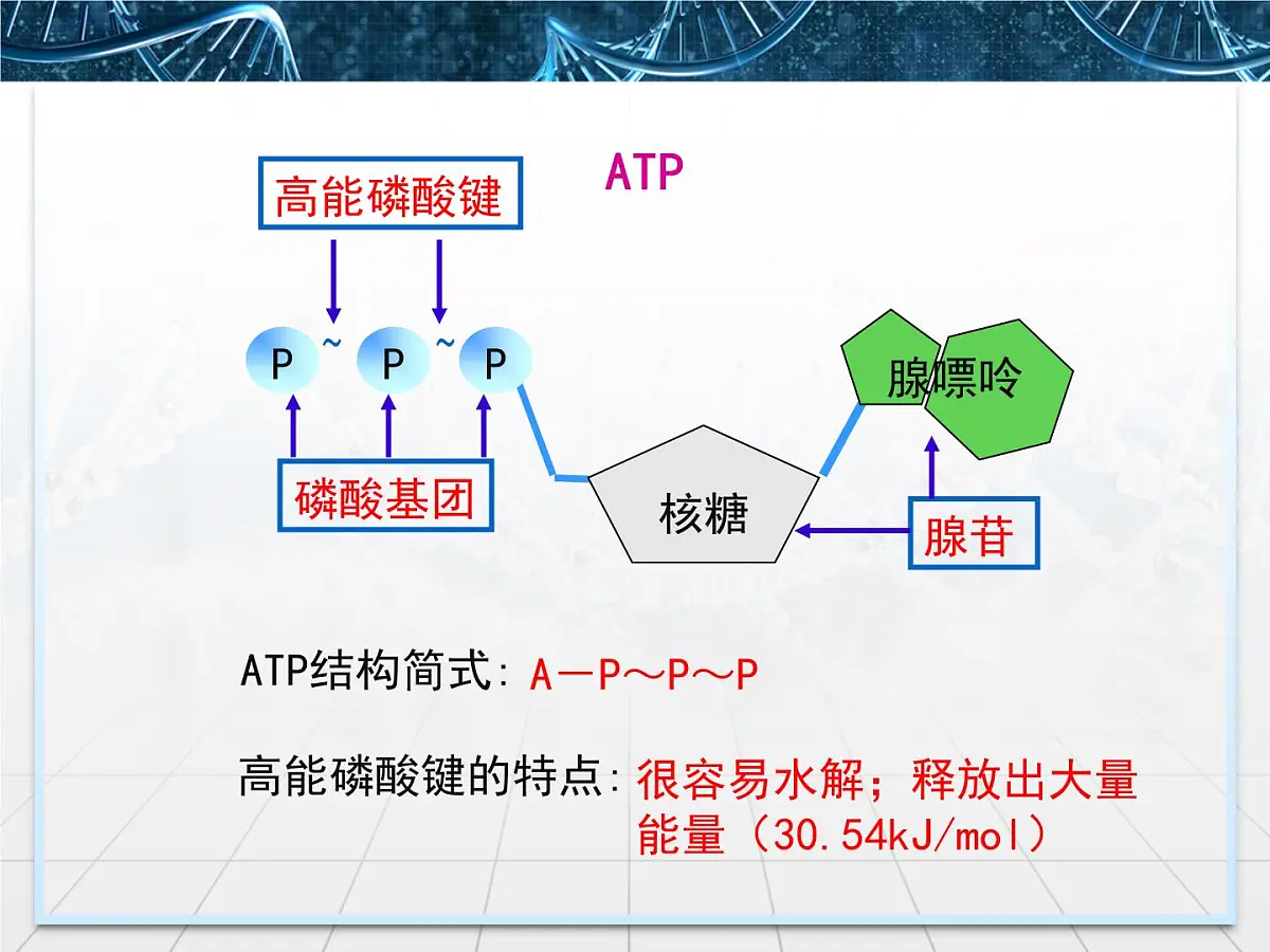 人教版 (新课标)高中生物必修1 5-2《细胞的能量“通货”——ATP》课件第8页