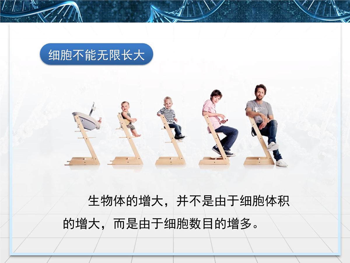 人教版 (新课标)高中生物 必修1 6-1《细胞的增殖》课件第5页