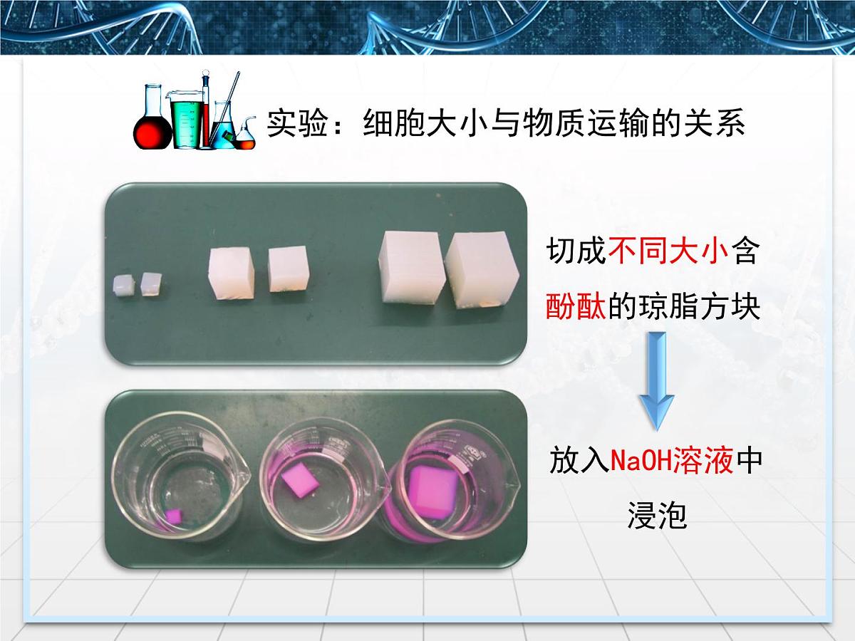 人教版 (新课标)高中生物 必修1 6-1《细胞的增殖》课件第6页
