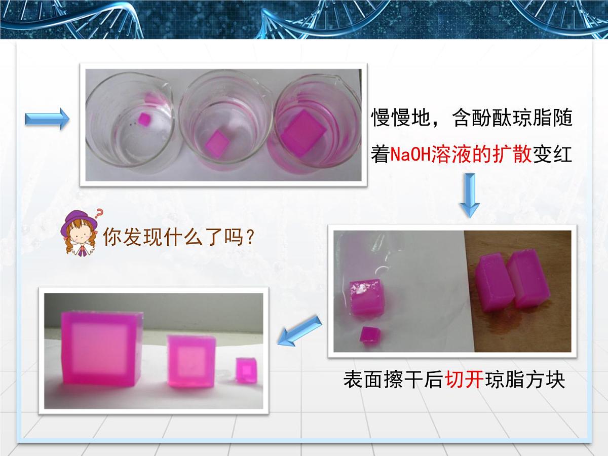 人教版 (新课标)高中生物 必修1 6-1《细胞的增殖》课件第7页