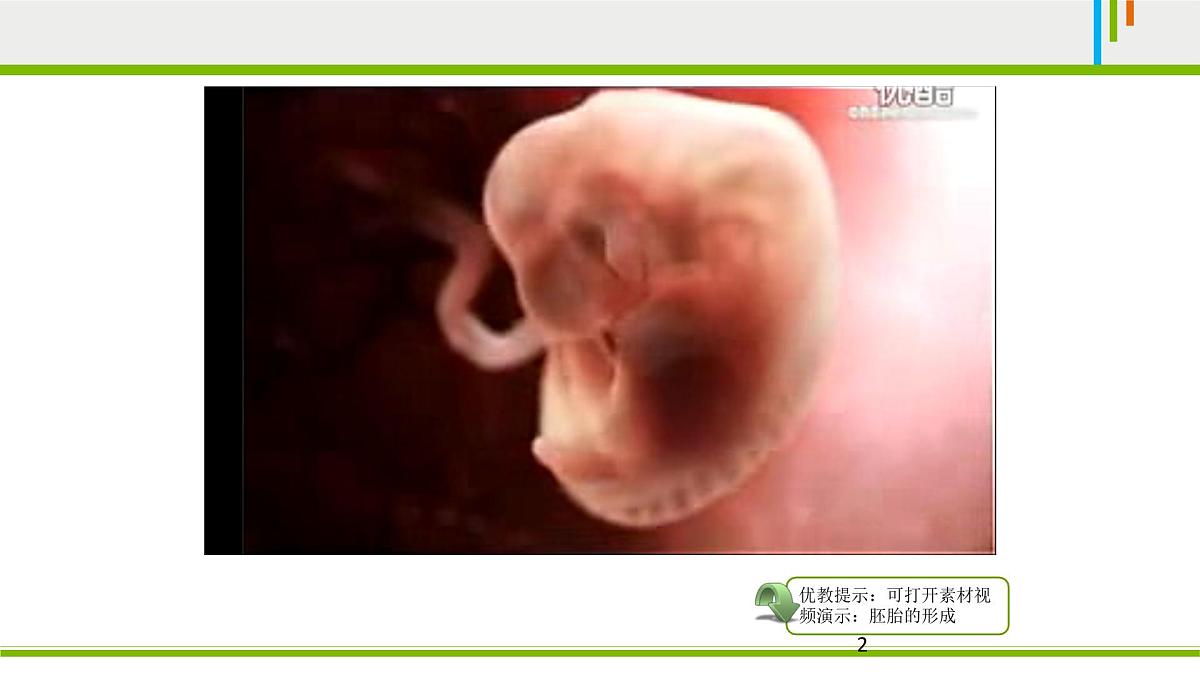 人教版 (新课标)高中生物 必修1 6-2《细胞的分化》课件第2页