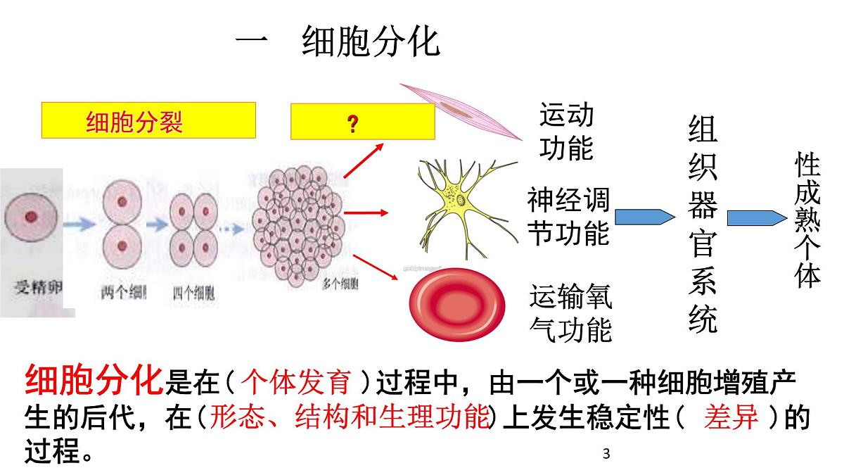 人教版 (新课标)高中生物 必修1 6-2《细胞的分化》课件第3页