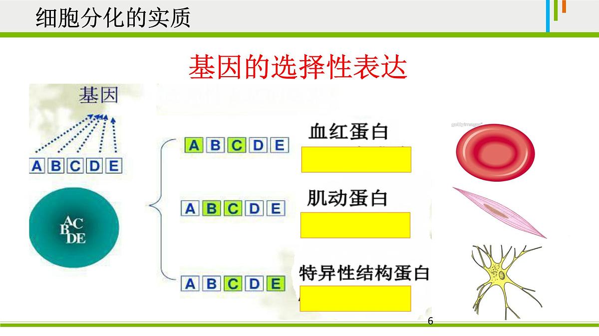 人教版 (新课标)高中生物 必修1 6-2《细胞的分化》课件第6页