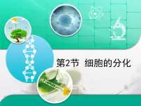 高中生物人教版 (新课标)必修1《分子与细胞》细胞的分化复习课件ppt