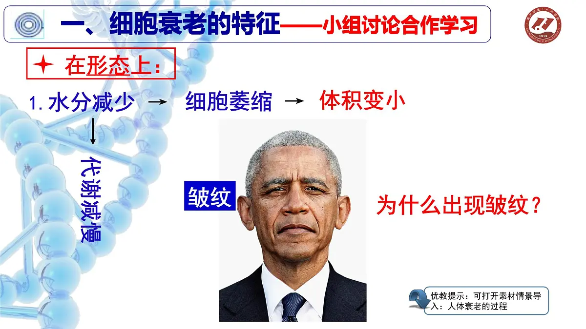 人教版 (新课标)高中生物 必修1 6-3《细胞的衰老和凋亡》课件第3页