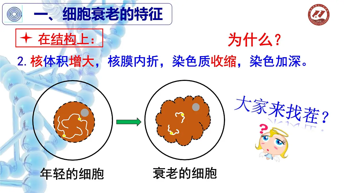 人教版 (新课标)高中生物 必修1 6-3《细胞的衰老和凋亡》课件第4页