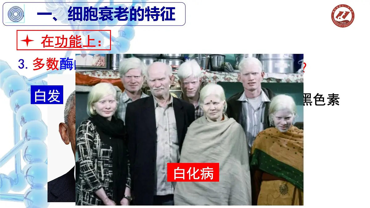 人教版 (新课标)高中生物 必修1 6-3《细胞的衰老和凋亡》课件第5页