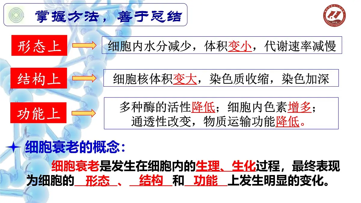 人教版 (新课标)高中生物 必修1 6-3《细胞的衰老和凋亡》课件第8页