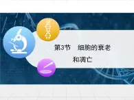 人教版 (新課標(biāo))高中生物 必修1 6-3《細(xì)胞的衰老和凋亡》課件