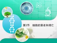 人教版 (新課標(biāo))高中生物 必修1 6-3《細(xì)胞的衰老和凋亡》復(fù)習(xí)課件