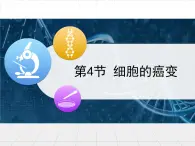 人教版 (新課標(biāo))高中生物 必修1 6-4《細(xì)胞的癌變》課件