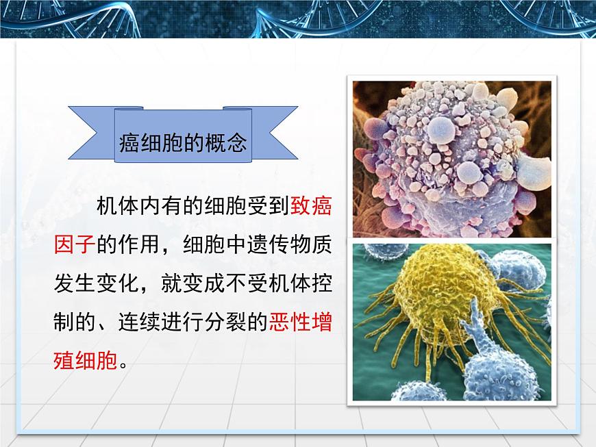 人教版 (新課標)高中生物 必修1 6-4《細胞的癌變》課件第5頁