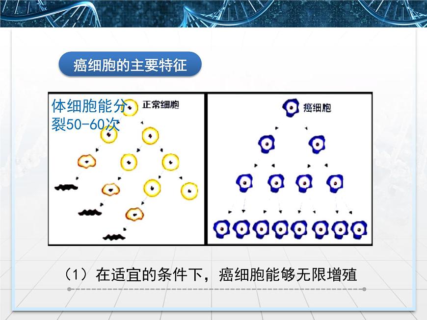 人教版 (新課標)高中生物 必修1 6-4《細胞的癌變》課件第6頁