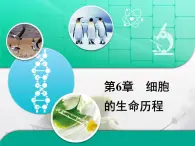 人教版 (新課標(biāo))高中生物 必修1 第六章《細(xì)胞的生命歷程》復(fù)習(xí)課件