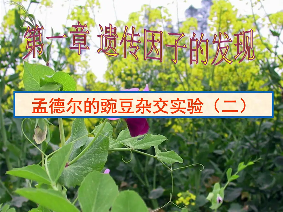 人教版 (新课标)高中生物 必修2 1-2《孟德尔的豌豆杂交实验(二)》(第1课时)公课件第1页