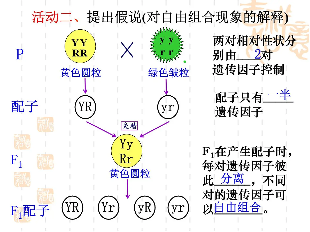 人教版 (新课标)高中生物 必修2 1-2《孟德尔的豌豆杂交实验(二)》(第1课时)公课件第7页