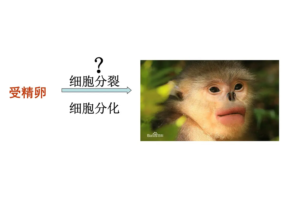 人教版 (新课标)高中生物 必修2 2-1《减数分裂与受精作用》(第1课时)课件第1页