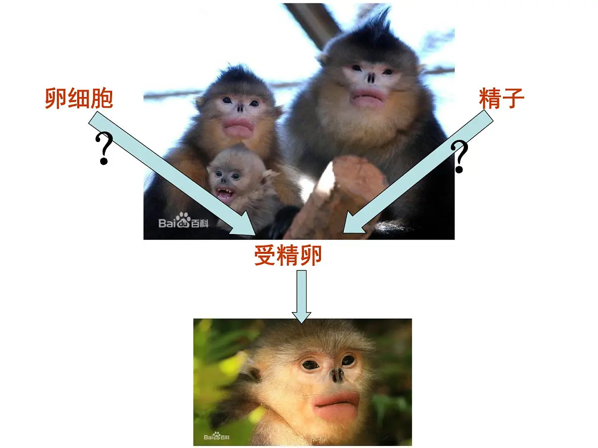 人教版 (新课标)高中生物 必修2 2-1《减数分裂与受精作用》(第1课时)课件第2页