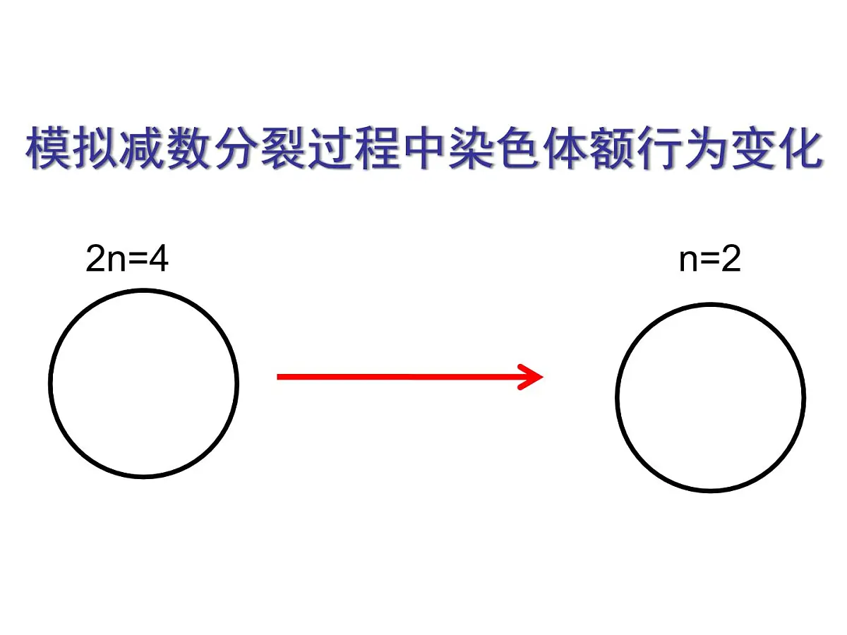人教版 (新课标)高中生物 必修2 2-1《减数分裂与受精作用》(第1课时)课件第4页