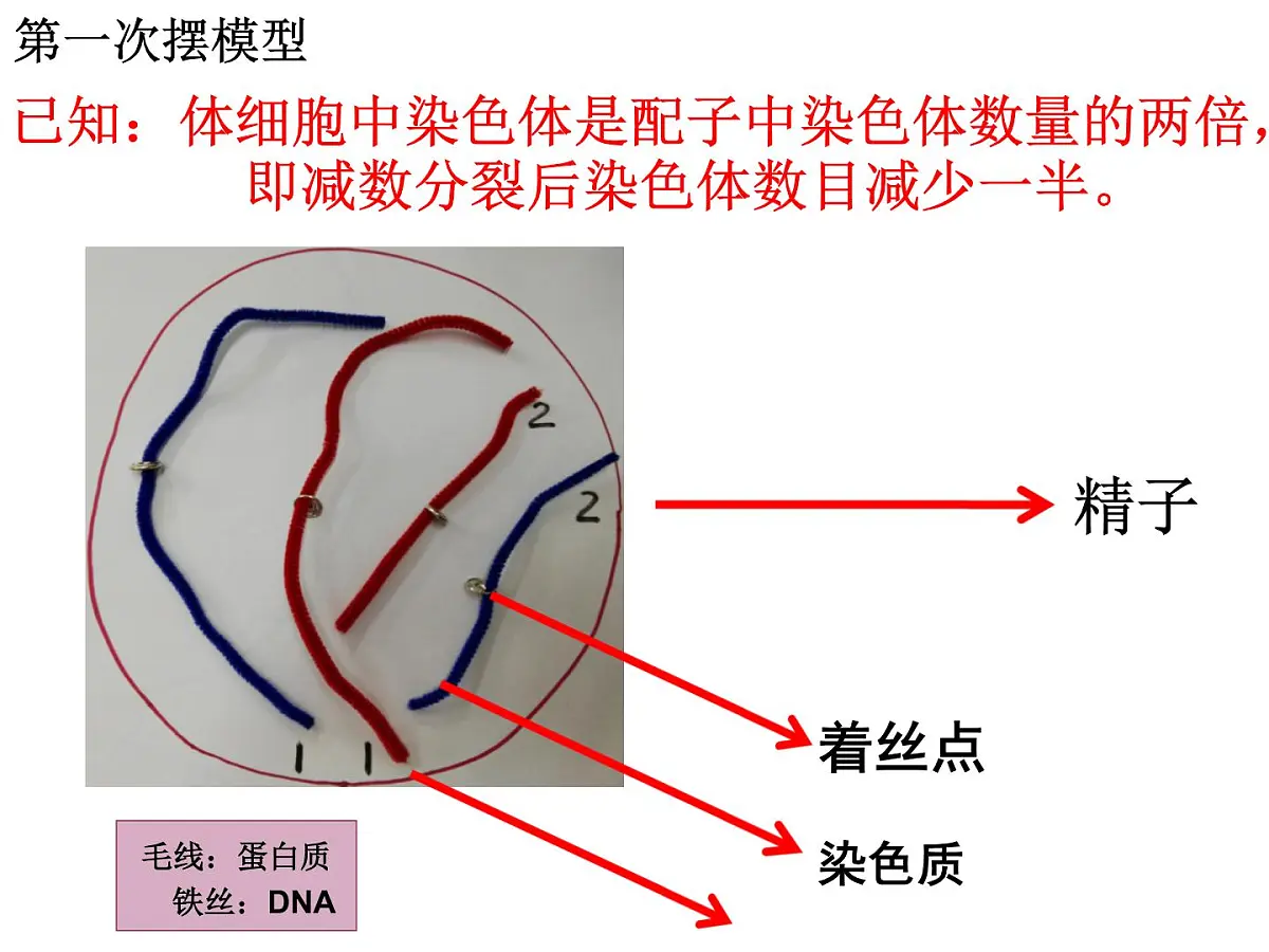 人教版 (新课标)高中生物 必修2 2-1《减数分裂与受精作用》(第1课时)课件第5页