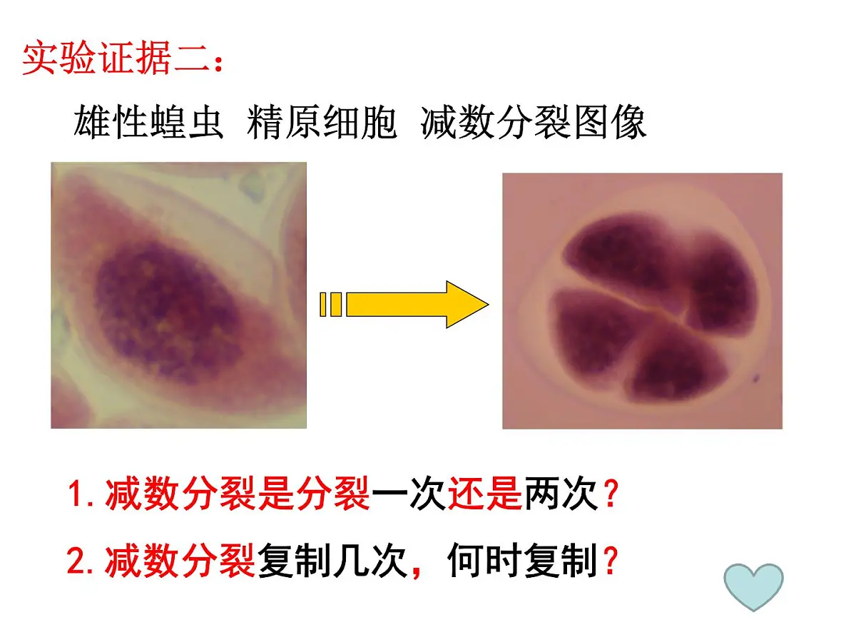 人教版 (新课标)高中生物 必修2 2-1《减数分裂与受精作用》(第1课时)课件第6页