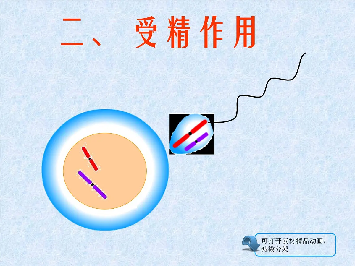 人教版 (新课标)高中生物 必修2 2-1《减数分裂和受精作用》(第2课时)课件第2页