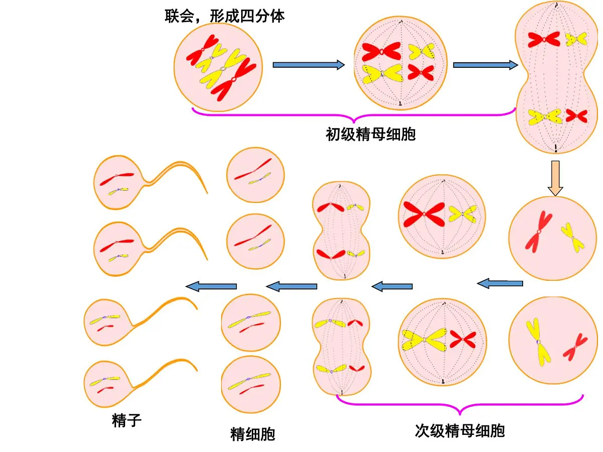 人教版 (新课标)高中生物 必修2 2-1《减数分裂和受精作用》(第2课时)课件第6页