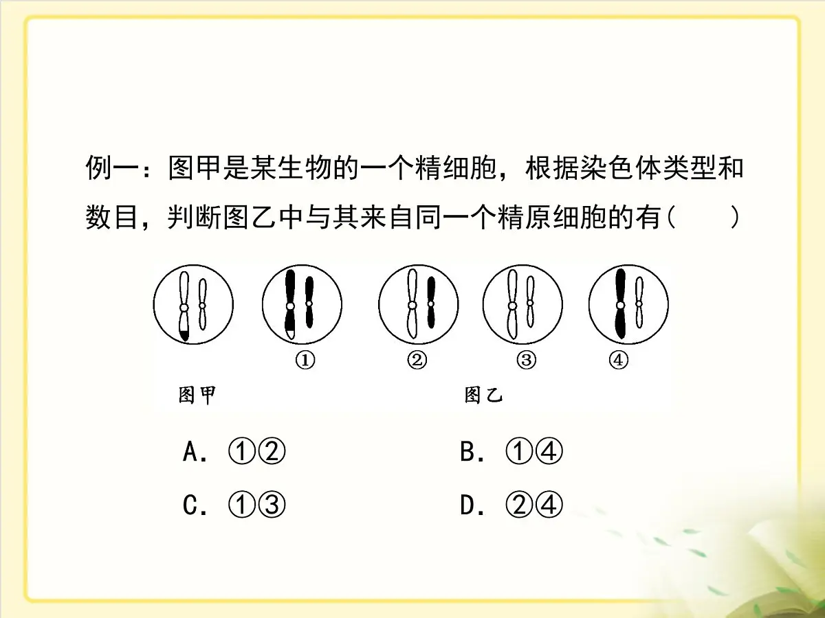 人教版 (新课标)高中生物 必修2 2-1《减数分裂和受精作用》第2课时复习课件第8页