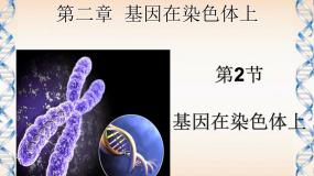 高中生物人教版 (新课标)必修2《遗传与进化》基因在染色体上集体备课ppt课件