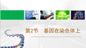 人教版 (新课标)必修2《遗传与进化》基因在染色体上教学课件ppt