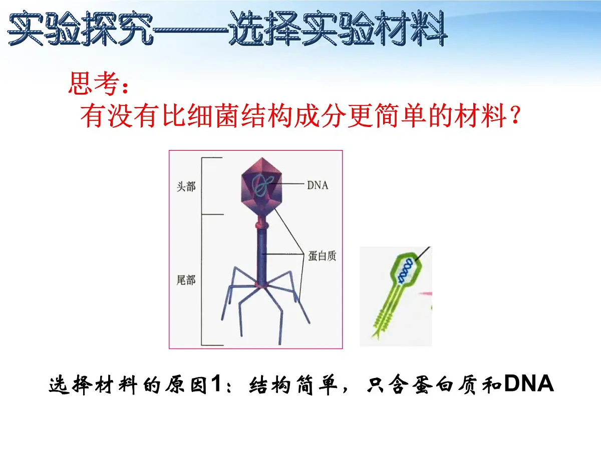 人教版 (新课标)高中生物 必修2 3-1《DNA是主要的遗传物质》课件第4页