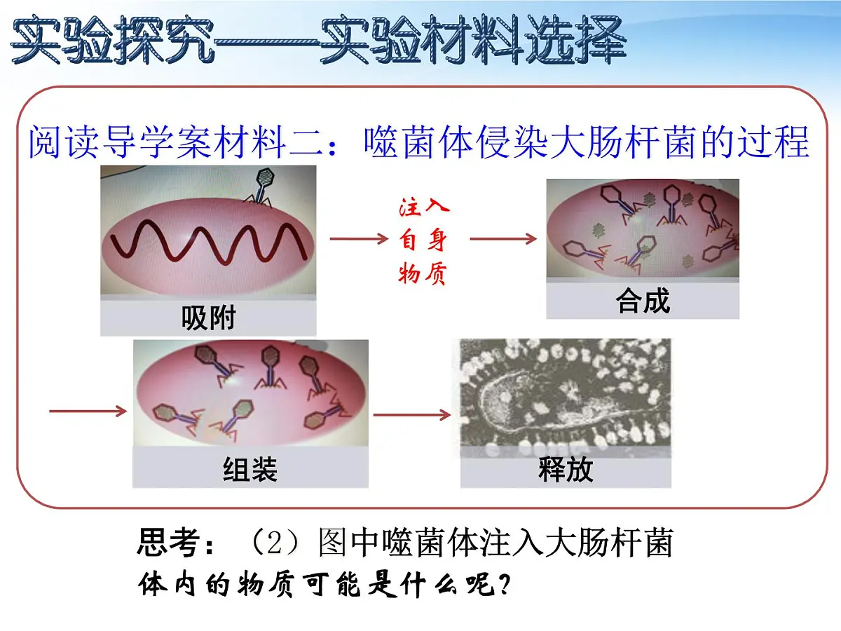 人教版 (新课标)高中生物 必修2 3-1《DNA是主要的遗传物质》课件第6页