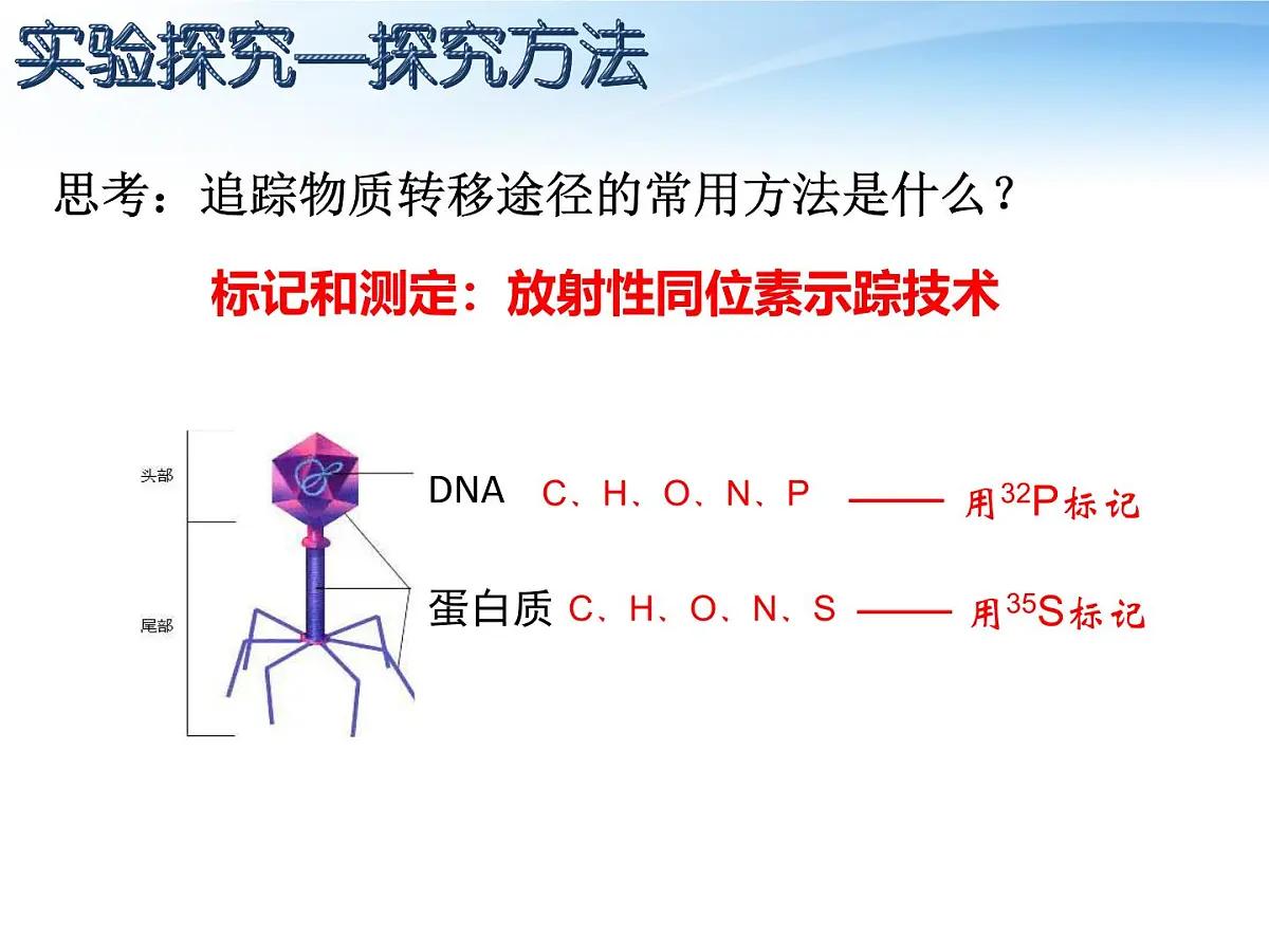 人教版 (新课标)高中生物 必修2 3-1《DNA是主要的遗传物质》课件第8页