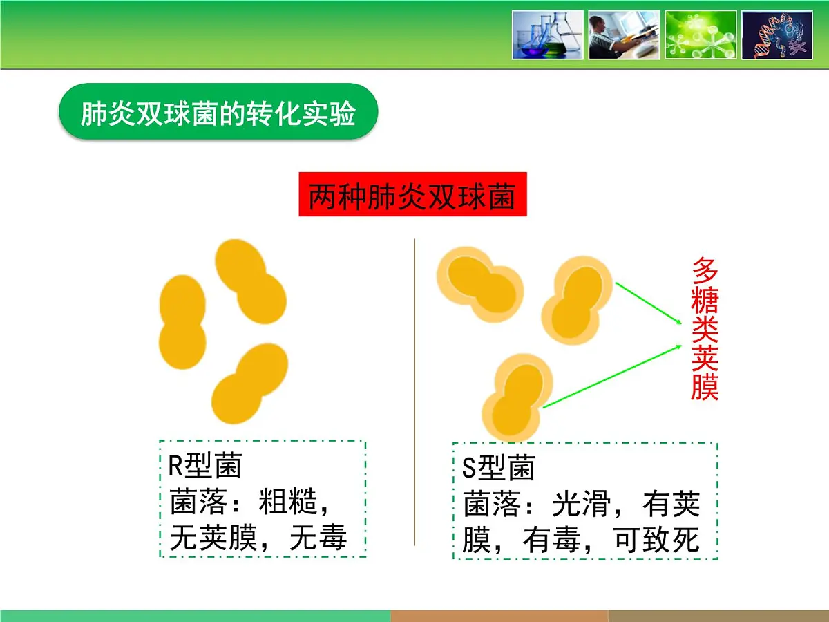 人教版 (新课标)高中生物 必修2 3-1《DNA是主要的遗传物质》课件第7页