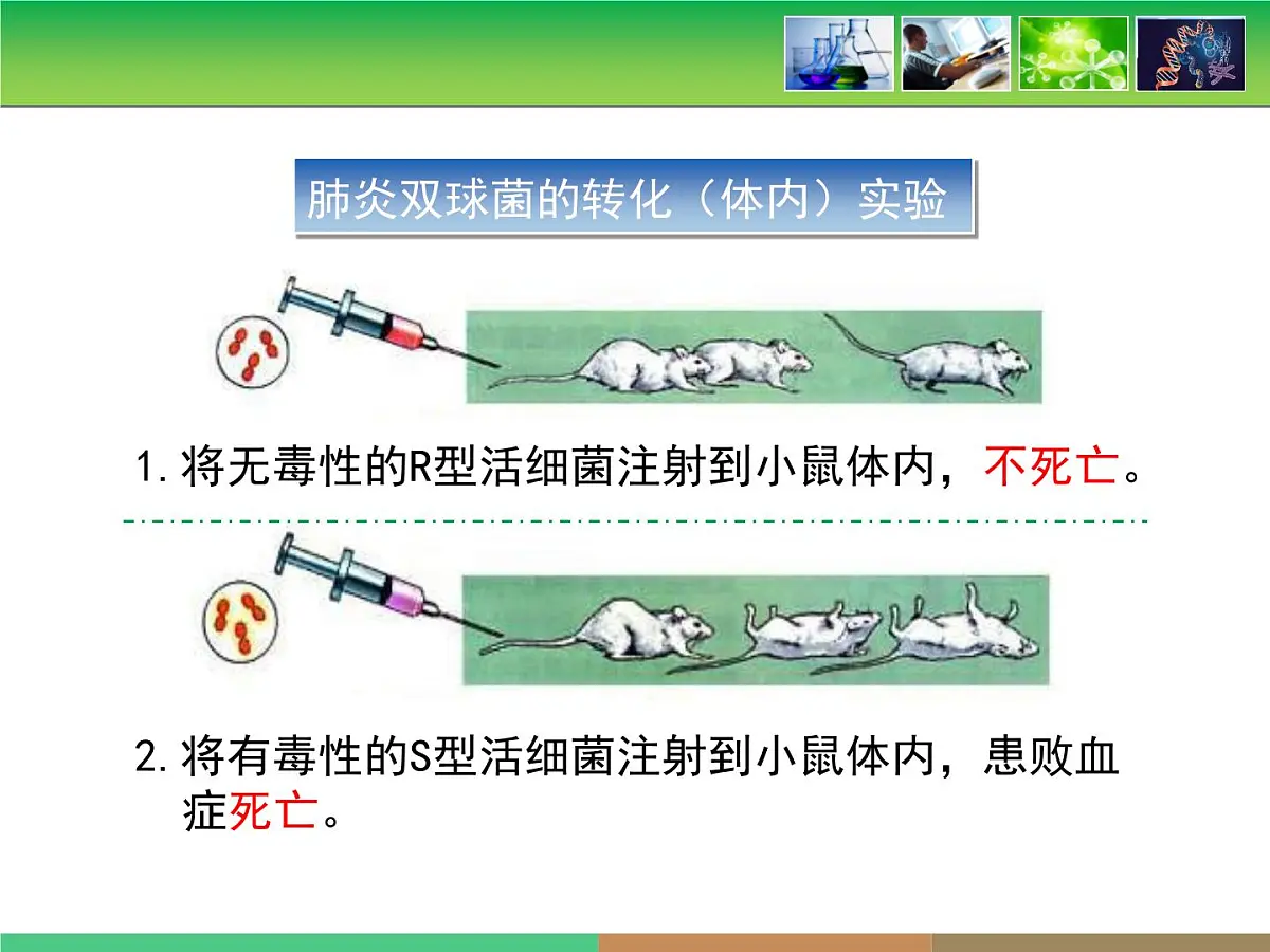 人教版 (新课标)高中生物 必修2 3-1《DNA是主要的遗传物质》课件第8页