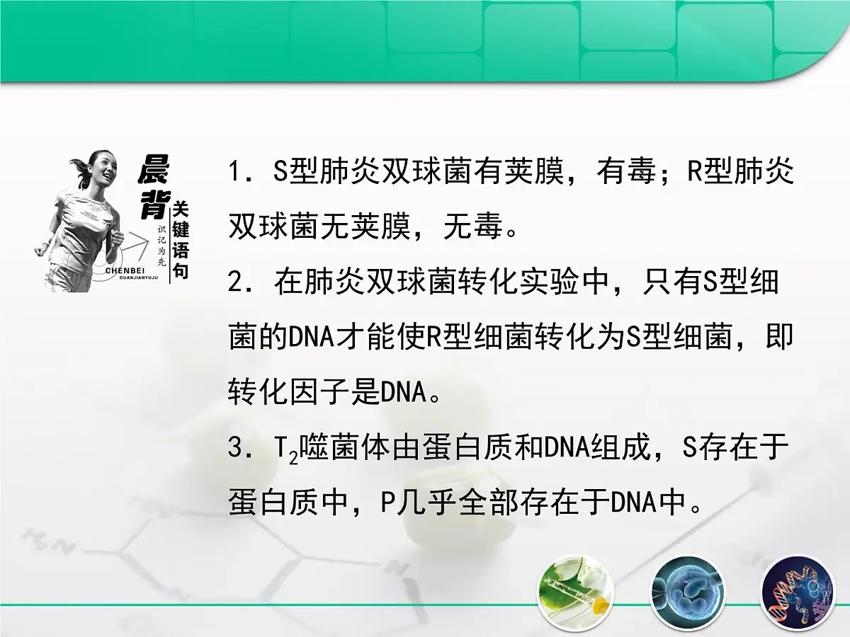 人教版 (新课标)高中生物 必修2 3-1《DNA是主要的遗传物质》复习课件第3页