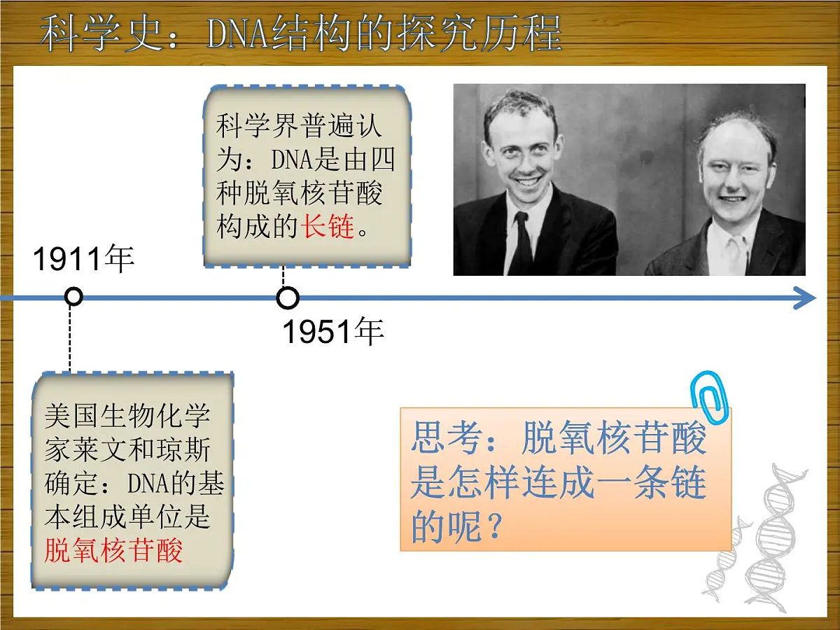 人教版 (新课标)高中生物 必修2 3-2《DNA分子的结构》课件第3页