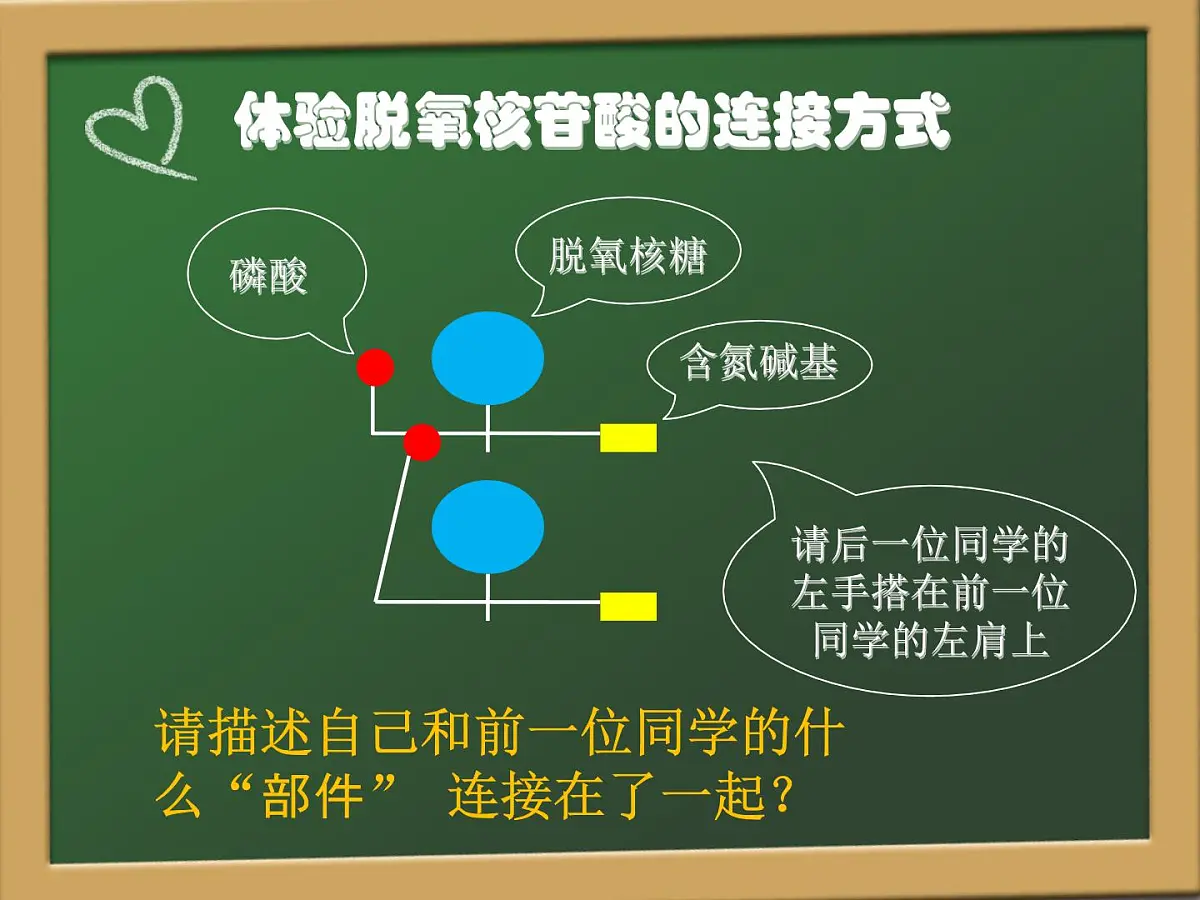 人教版 (新课标)高中生物 必修2 3-2《DNA分子的结构》课件第4页