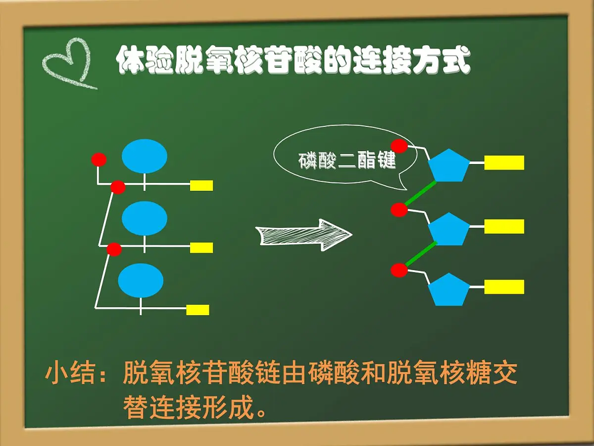 人教版 (新课标)高中生物 必修2 3-2《DNA分子的结构》课件第5页