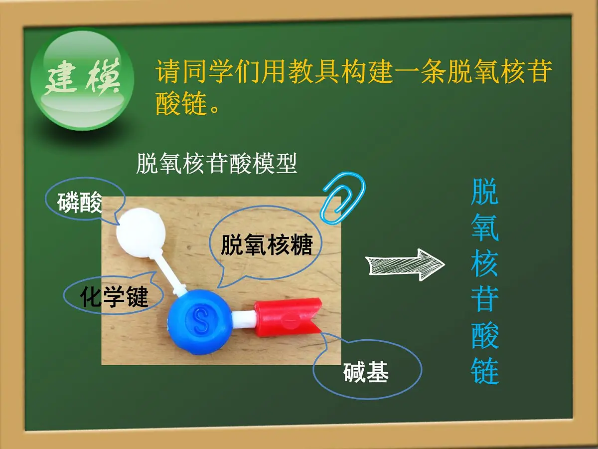 人教版 (新课标)高中生物 必修2 3-2《DNA分子的结构》课件第6页